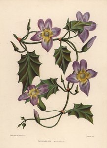 Laurel Clockvine or Blue Trumpet Vine, Thunbergia Laurifolia by Unknown